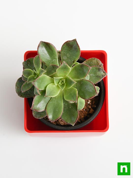 Aeonium decorum Tricolor - Succulent Plant - Image 5