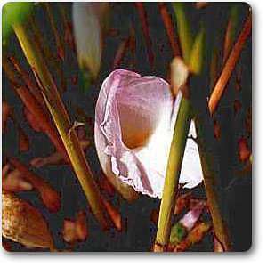 Aframomum Melegueta, Grains Of Paradise - Plant