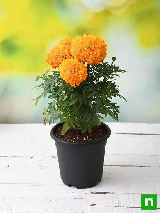 African Marigold (Orange) - Plant - Image 2
