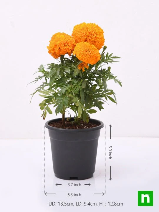 African Marigold (Orange) - Plant - Image 3