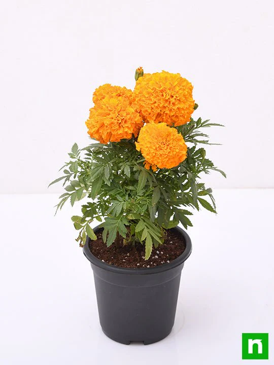 African Marigold (Orange) - Plant - Image 4