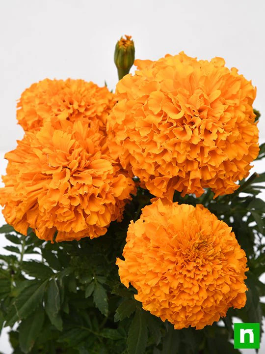 African Marigold (Orange) - Plant - Image 5
