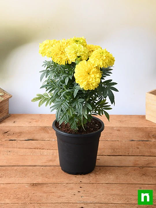 African Marigold (Yellow) - Plant - Image 2