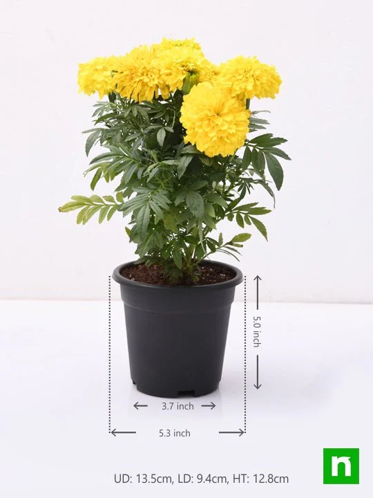 African Marigold (Yellow) - Plant - Image 3