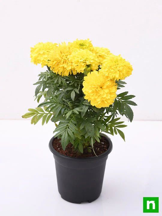 African Marigold (Yellow) - Plant - Image 4