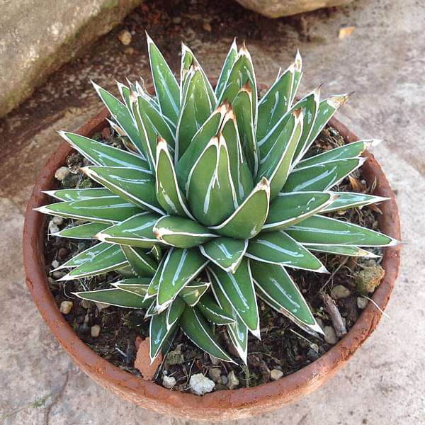 Agave Victoriae - Succulent Plant - Image 2