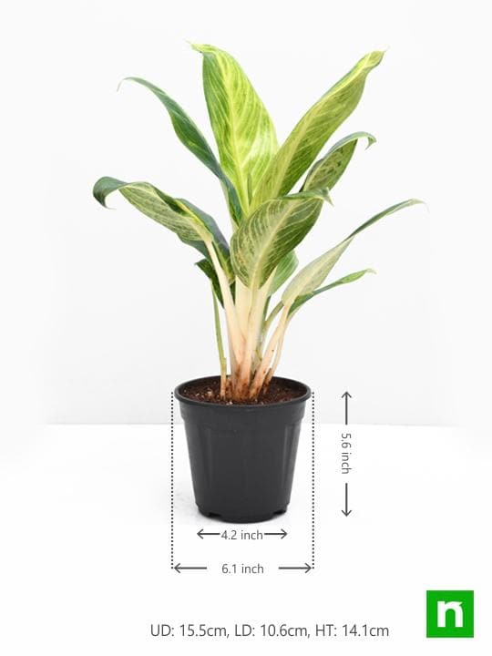 Aglaonema Brilliant - Plant - Image 3