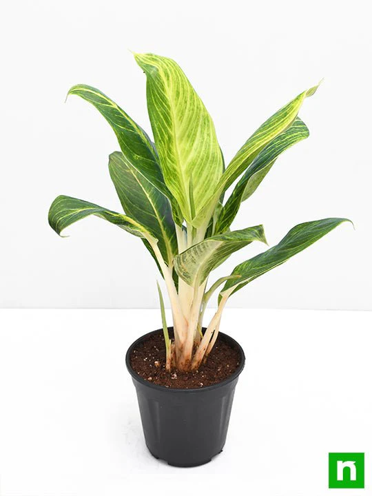 Aglaonema Brilliant - Plant - Image 4