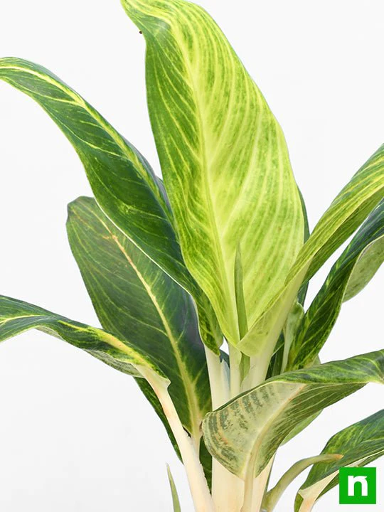 Aglaonema Brilliant - Plant - Image 5