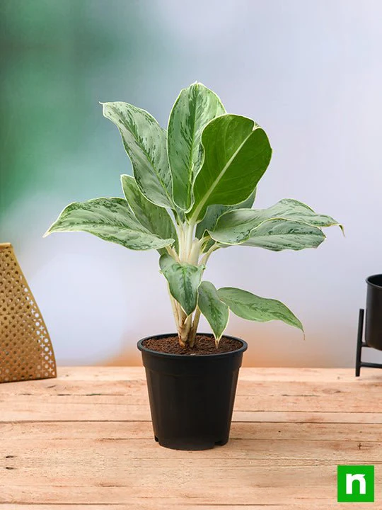 Aglaonema Commutatum Silver Queen - Plant - Image 2