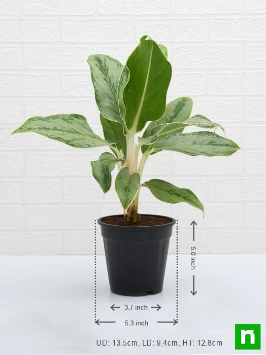 Aglaonema Commutatum Silver Queen - Plant - Image 3