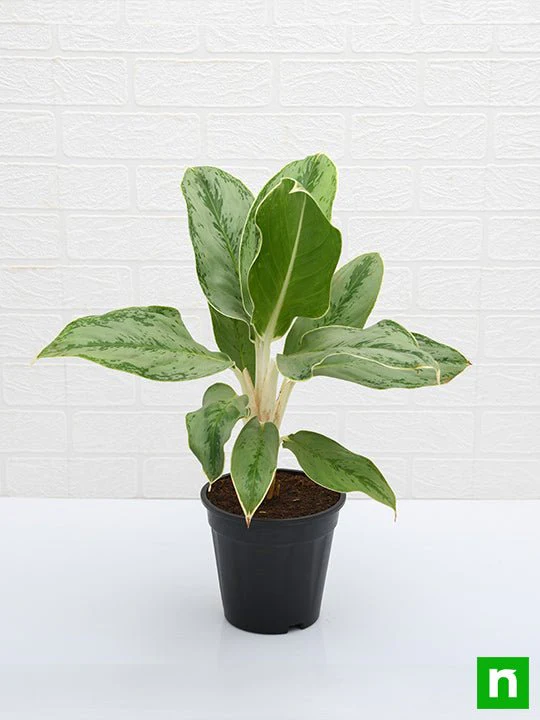 Aglaonema Commutatum Silver Queen - Plant - Image 4