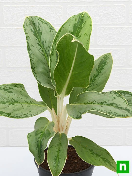Aglaonema Commutatum Silver Queen - Plant - Image 5