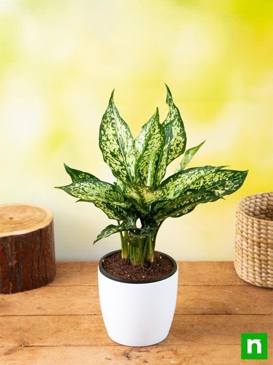 Aglaonema costatum, Chinese Evergreen (Green) - Plant - Image 2