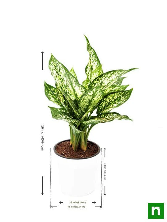 Aglaonema costatum, Chinese Evergreen (Green) - Plant - Image 3