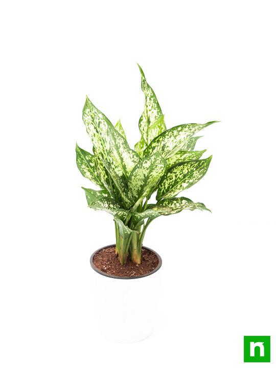 Aglaonema costatum, Chinese Evergreen (Green) - Plant - Image 4