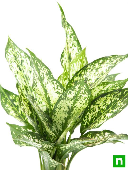 Aglaonema costatum, Chinese Evergreen (Green) - Plant - Image 5