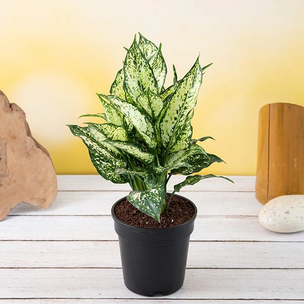 Aglaonema costatum, Chinese Evergreen (Green) - Plant - Image 6