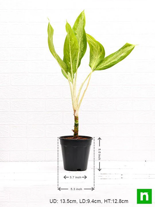 Aglaonema Diamond Bay - Plant - Image 3