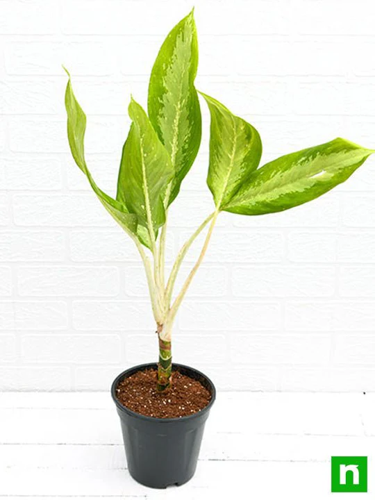 Aglaonema Diamond Bay - Plant - Image 4