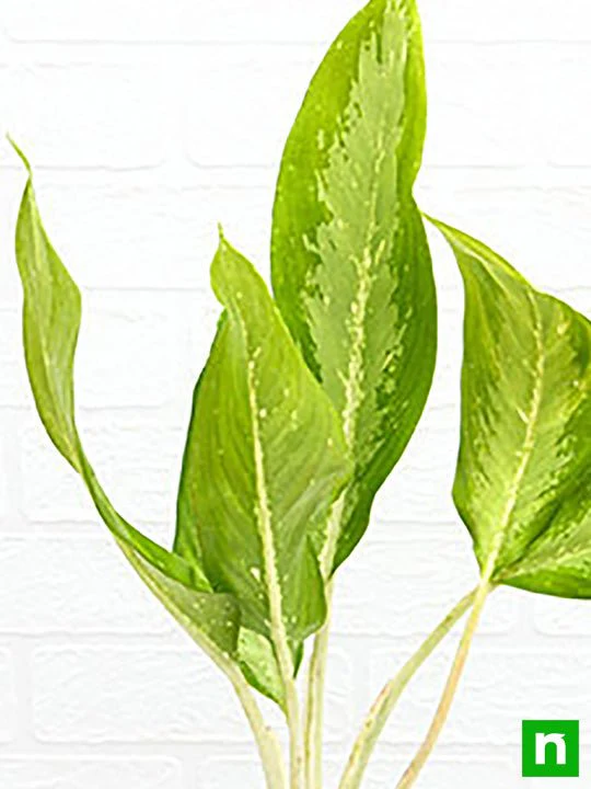 Aglaonema Diamond Bay - Plant - Image 5