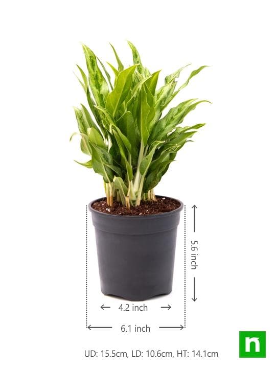 Aglaonema green compact, Aglaonema compact maria - Plant - Image 3
