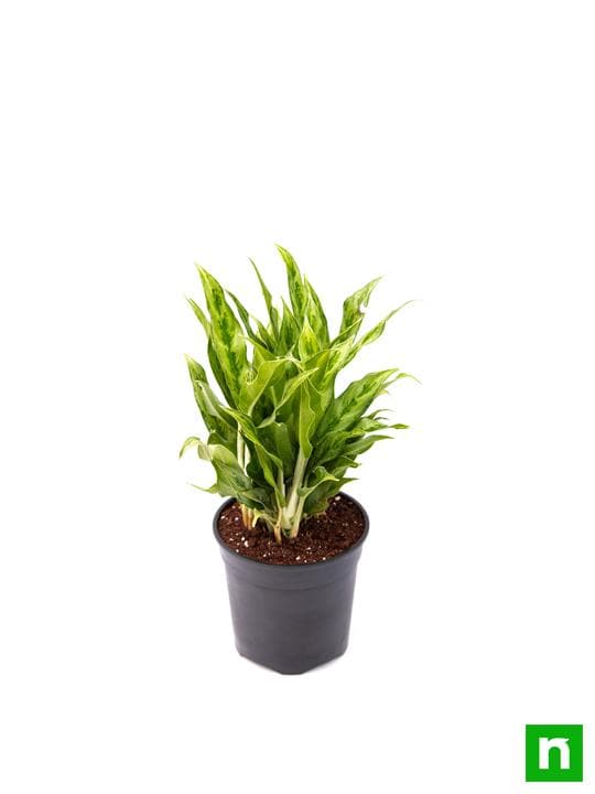 Aglaonema green compact, Aglaonema compact maria - Plant - Image 4