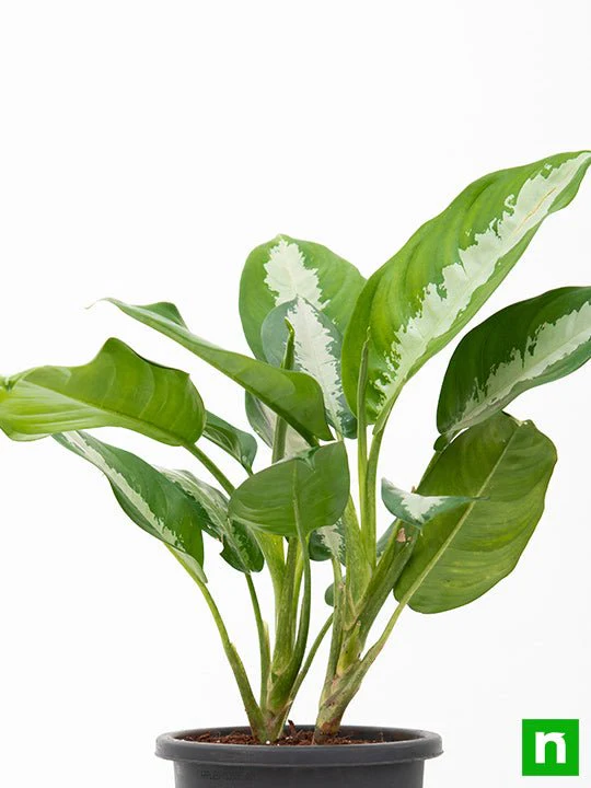 Aglaonema Jubilee Petite - Plant - Image 3