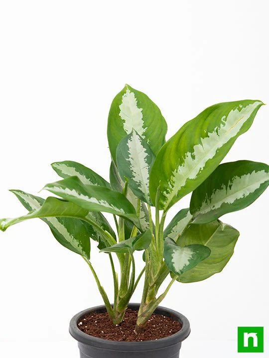 Aglaonema Jubilee Petite - Plant - Image 4