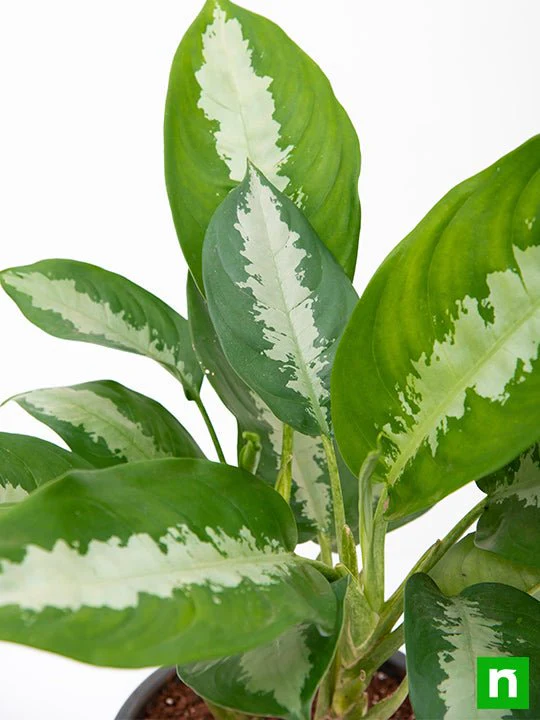Aglaonema Jubilee Petite - Plant - Image 5