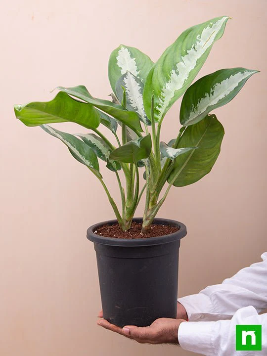 Aglaonema Jubilee Petite - Plant - Image 6