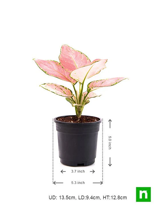 Aglaonema dud anyamanee, Aglaonema anyamanee (Green, Pink) - Plant - Image 3
