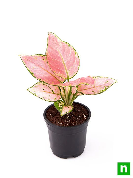Aglaonema dud anyamanee, Aglaonema anyamanee (Green, Pink) - Plant - Image 4