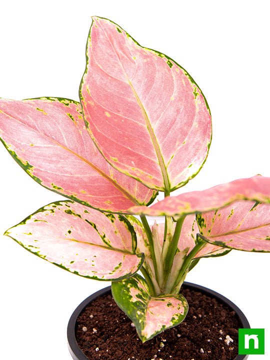 Aglaonema dud anyamanee, Aglaonema anyamanee (Green, Pink) - Plant - Image 5