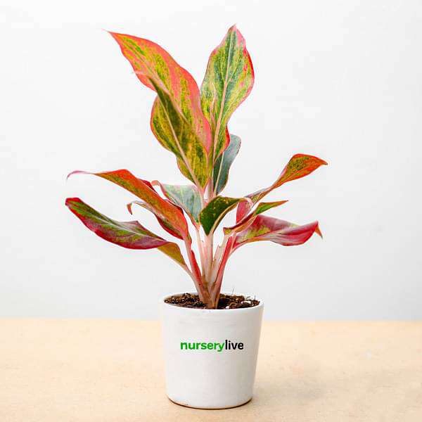 Aglaonema Lipstick Plant - Corporate Gift (set of 30) - Image 2