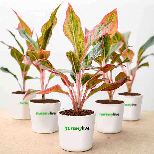 Aglaonema Lipstick Plant - Corporate Gift (set of 30) - Image 3