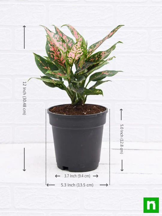 Aglaonema Pink Dalmatian - Plant - Image 3