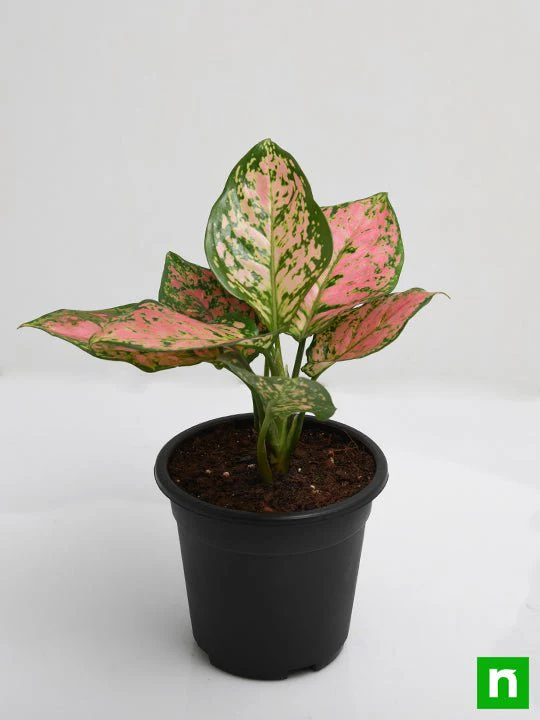 Aglaonema Pink Dalmatian - Plant - Image 4