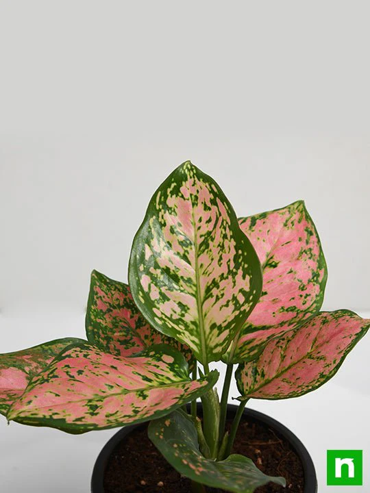 Aglaonema Pink Dalmatian - Plant - Image 5