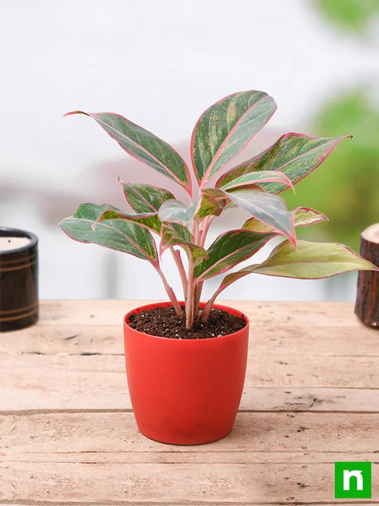 Aglaonema siam aurora, Aglaonema lipstick - Plant - Image 2