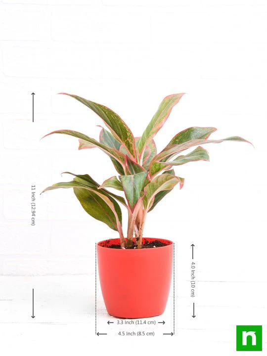 Aglaonema siam aurora, Aglaonema lipstick - Plant - Image 3