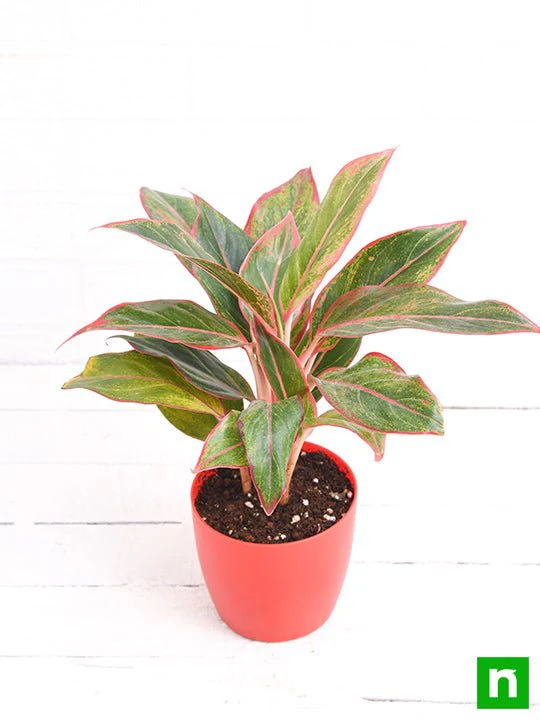 Aglaonema siam aurora, Aglaonema lipstick - Plant - Image 4