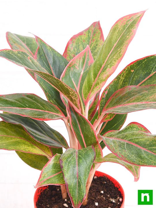 Aglaonema siam aurora, Aglaonema lipstick - Plant - Image 5