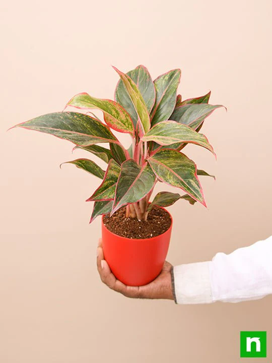 Aglaonema siam aurora, Aglaonema lipstick - Plant - Image 6