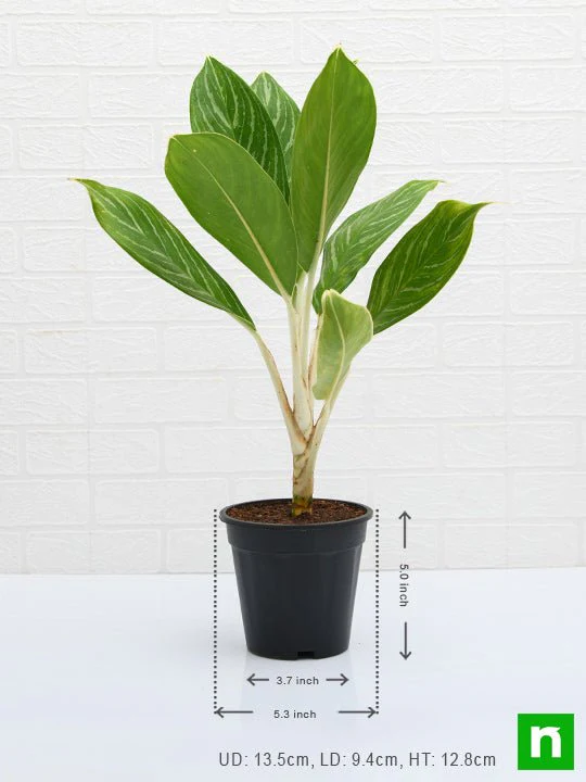Aglaonema Stripes - Plant - Image 3