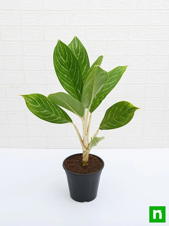 Aglaonema Stripes - Plant - Image 4