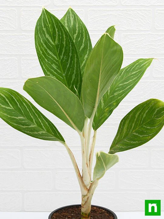 Aglaonema Stripes - Plant - Image 5