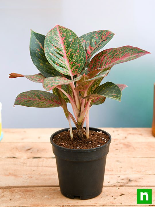 Aglaonema widuri, Aglaonema Red Peacock - Plant - Image 2