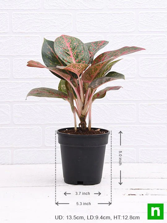 Aglaonema widuri, Aglaonema Red Peacock - Plant - Image 3