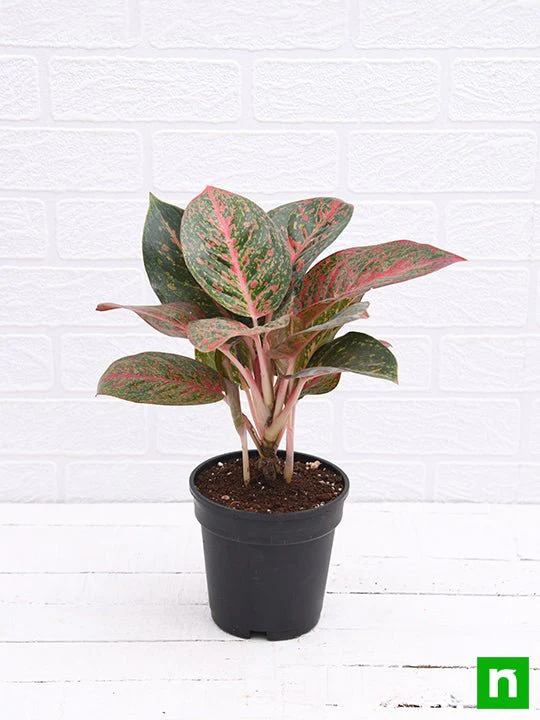 Aglaonema widuri, Aglaonema Red Peacock - Plant - Image 4